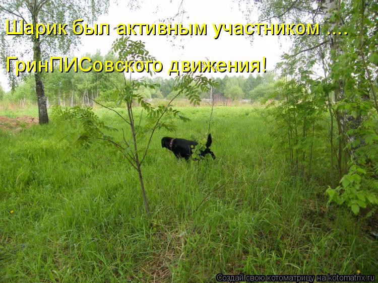 Шарик был активным участником .... ГринПИСовского движения!... Котоматрица: Шарик был активным участником .... ГринПИСовского движения!