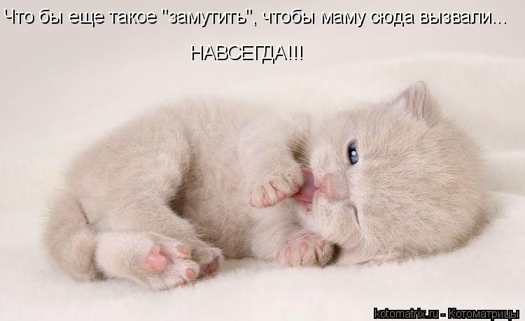 Что бы еще такое "замутить", чтобы маму сюда вызвали... НАВСЕГДА!!!... Котоматрица: Что бы еще такое "замутить", чтобы маму сюда вызвали... НАВСЕГДА!!!