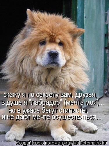 Котоматрица: скажу я по секрету вам, друзья,  в душе я "лабрадор" (мечта моя)... но в ужасе бегут стилисты,  и не дают мечте осуществиться...