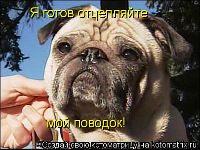 Котоматрица: Я готов отцепляйте мой поводок!