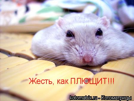 Котоматрица: Жесть, как ПЛЮЩИТ!!!