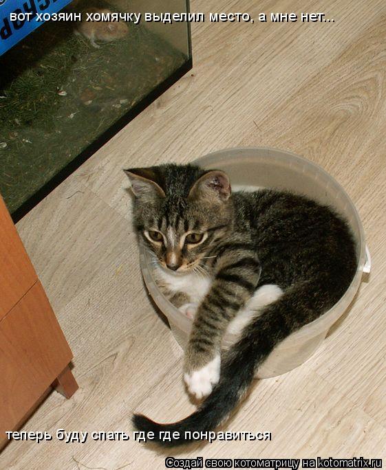 Котоматрица: вот хозяин хомячку выделил место, а мне нет... теперь буду спать где где понравиться