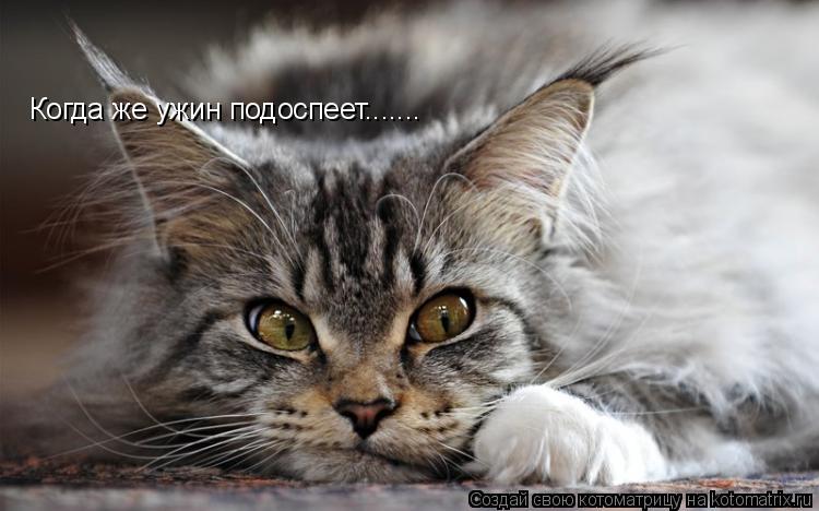 Котоматрица: Когда же ужин подоспеет.......