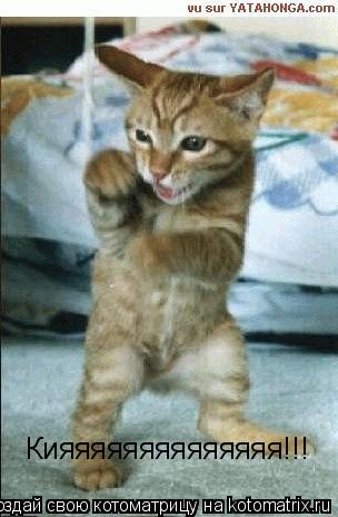 Котоматрица: Кияяяяяяяяяяяяяя!!!