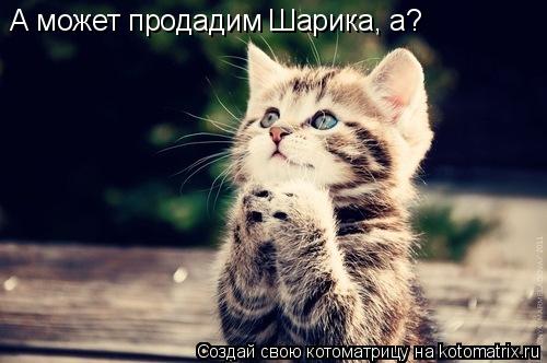 Котоматрица: А когда вы собираетесь Шарика продавать, а? А может продадим Шарика, а?