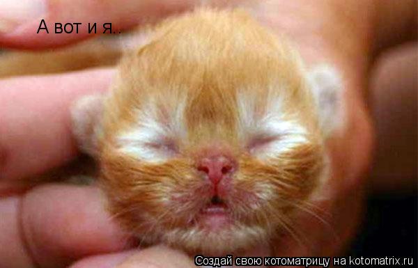 Котоматрица: А вот и я..