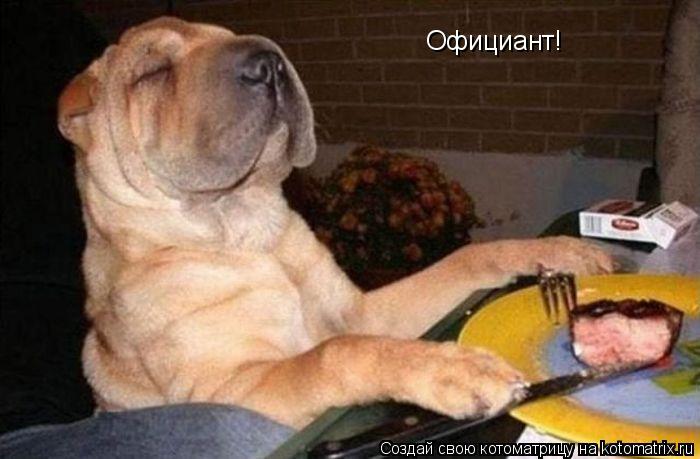 Котоматрица: Официант!