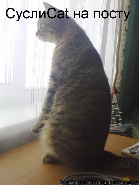 Котоматрица: СуслиCat на посту  мыши не пройдут