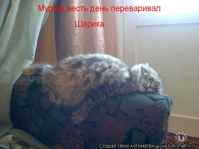 Котоматрица: Мурзик весть день переваривал Шарика