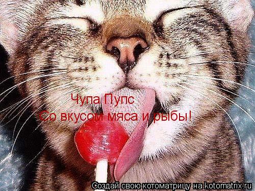 Котоматрица: Чупа Пупс Со вкусом мяса и рыбы!