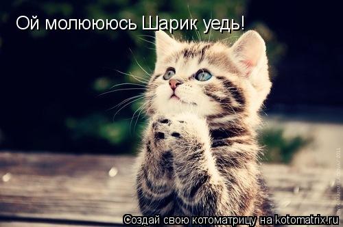 Котоматрица: Ой молюююсь Шарик уедь!