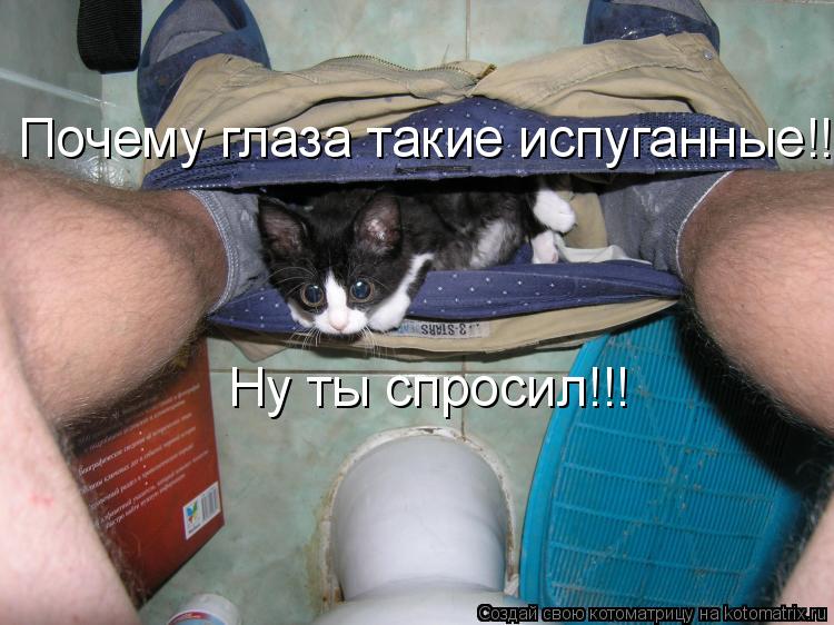 Котоматрица: Почему глаза такие испуганные!!!!! Ну ты спросил!!!