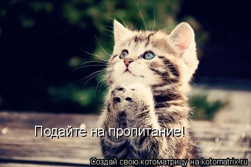 Котоматрица: Подайте на пропитание!