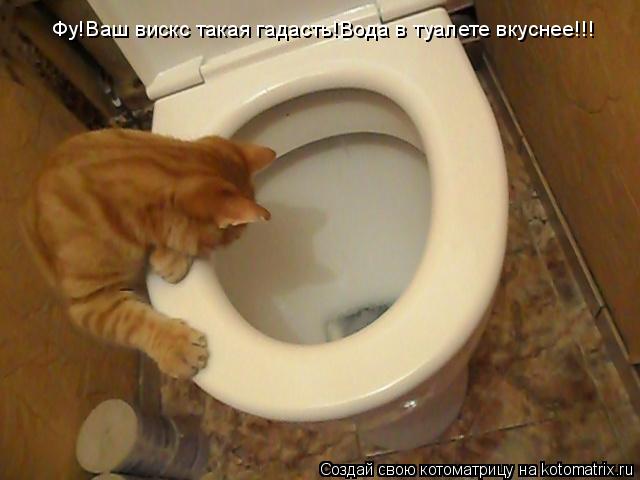 Котоматрица: Фу!Ваш вискс такая гадасть!Вода в туалете вкуснее!!!