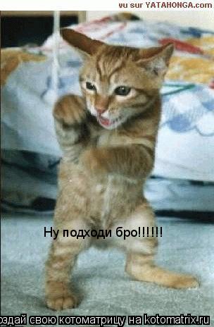 Котоматрица: Ну подходи бро!!!!!!