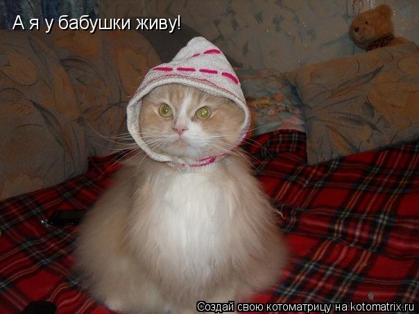 Котоматрица: А я у бабушки живу!