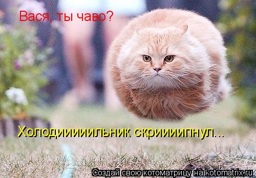 Котоматрица: Вася, ты чаво? Холодииииильник скриииипнул...