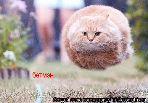Котоматрица: бетмэн