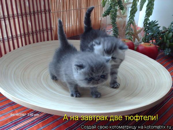 Котоматрица: А на завтрак две тюфтели!
