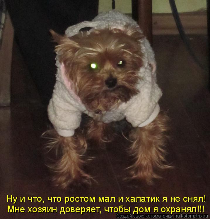 Котоматрица: Ну и что, что ростом мал и халатик я не снял! Мне хозяин доверяет, чтобы дом я охранял!!!