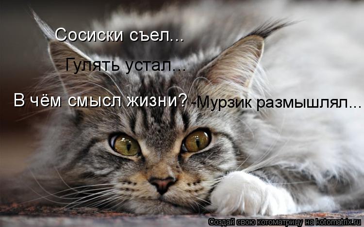 Котоматрица: Сосиски съел... В чём смысл жизни? -Мурзик размышлял... Гулять устал...