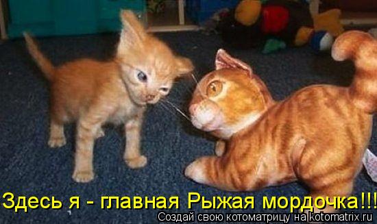 Котоматрица: Здесь я - главная Рыжая мордочка!!!