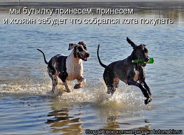 Котоматрица: мы бутылку принесем, принесем и хозяин забудет что собрался кота покупать