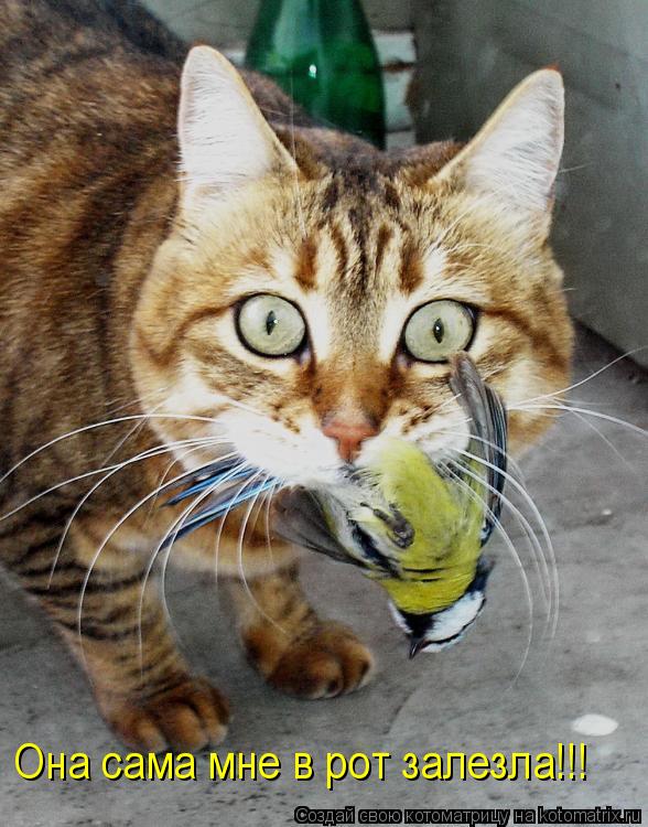 Котоматрица: Она сама мне в рот залезла!!!