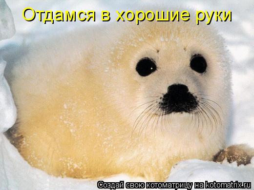 Котоматрица: Отдамся в хорошие руки
