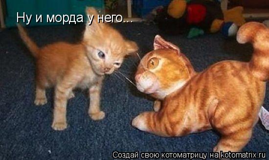 Котоматрица: Ну и морда у него... Наглее,чем у меня