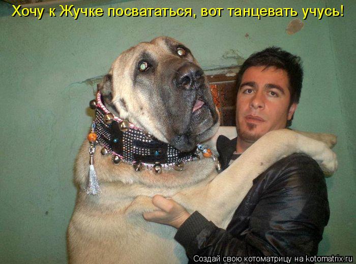 Котоматрица: Хочу к Жучке посвататься, вот танцевать учусь!