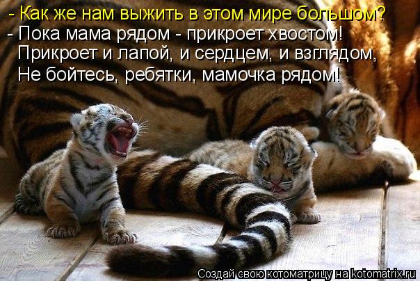 Котоматрица: - Как же нам выжить в этом мире большом? - Пока мама рядом - прикроет хвостом! Прикроет и лапой, и сердцем, и взглядом, Не бойтесь, ребятки, мамо