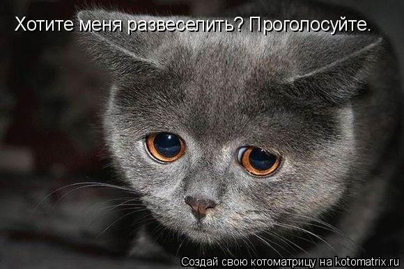 Котоматрица: Хотите меня развеселить? Проголосуйте.