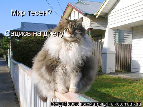 Котоматрица: Мир тесен?  Садись на диету! Садись на диету! Садись на диету! Садись на диету!