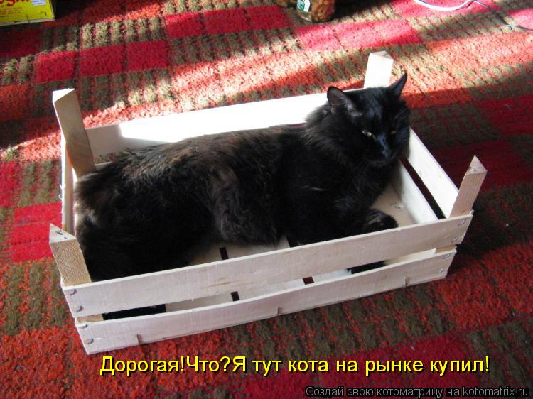 Котоматрица: Дорогая!Что?Я тут кота на рынке купил!