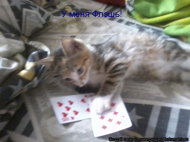 Котоматрица: У меня Флэшь!