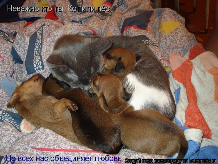 Котоматрица: Неважно кто ты, Кот или пёс. Но всех нас объединяет любовь
