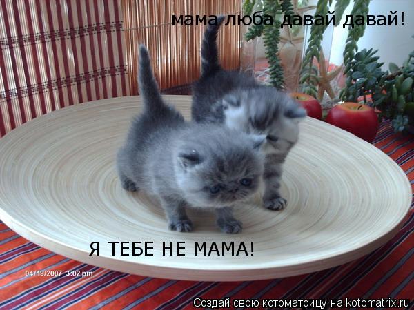 Котоматрица: мама люба давай давай! Я ТЕБЕ НЕ МАМА!