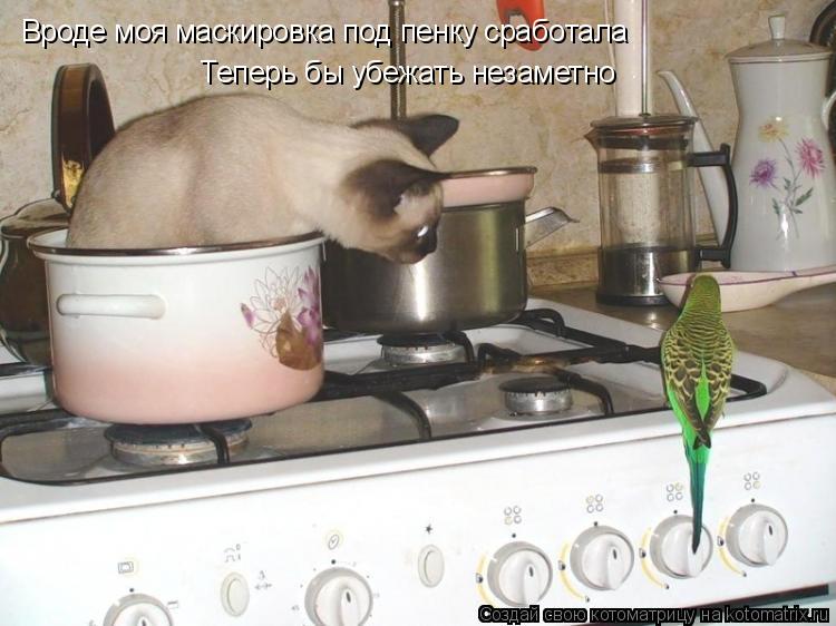 Котоматрица: Вроде моя маскировка под пенку сработала Теперь бы убежать незаметно
