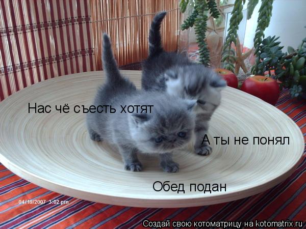 Котоматрица: Обед подан Нас чё съесть хотят А ты не понял