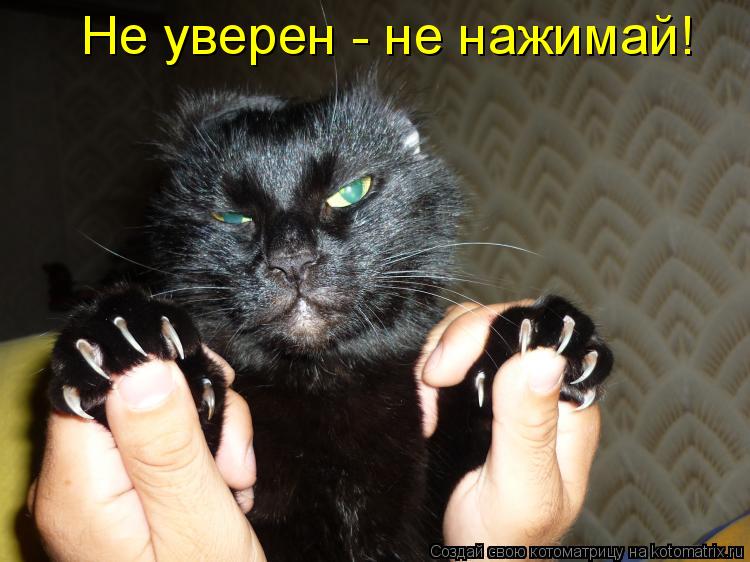 Котоматрица: Не уверен - не нажимай!