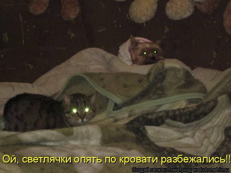 Котоматрица: Ой, светлячки опять по кровати разбежались!!!