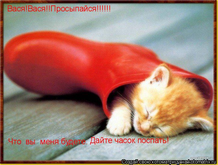 Котоматрица: Что  вы  меня будете. Вася!Вася!!Просыпайся!!!!!! Дайте часок поспать!
