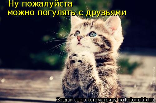 Котоматрица: Ну пожалуйста можно погулять с друзьями