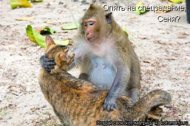 Котоматрица: Опять на спецзадание,  Сеня?