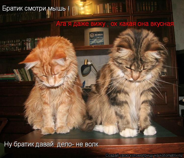 Котоматрица: Братик смотри мышь ! Ага я даже вижу , ох какая она вкусная. Ага я даже вижу , ох какая она вкусная. Ну братик давай  дело- не волк