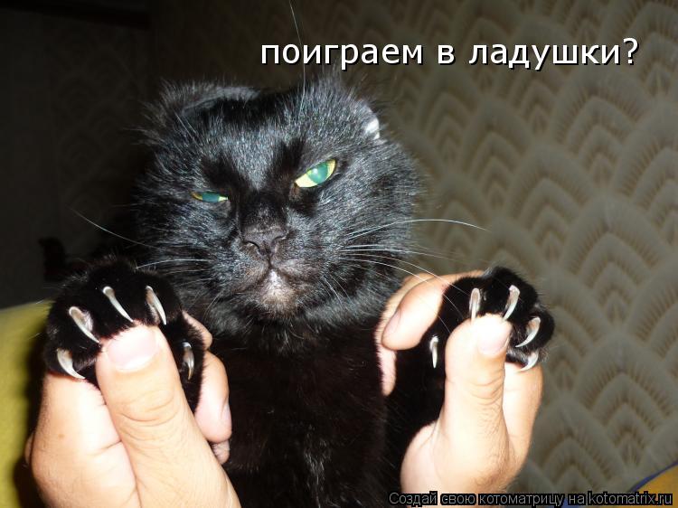 Котоматрица: поиграем в ладушки?