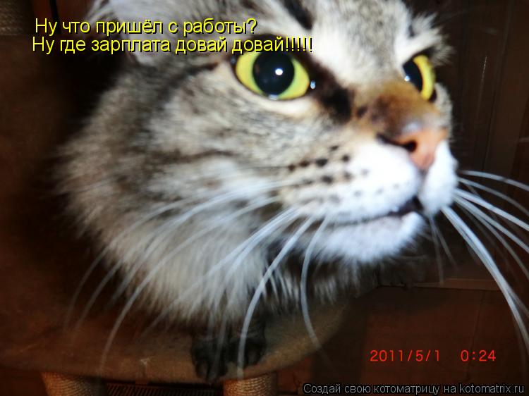 Котоматрица: Ну что пришёл с работы? Ну где зарплата довай довай!!!!!