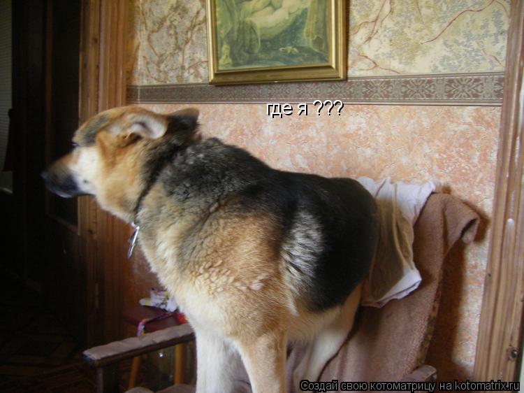 Котоматрица: где я ???