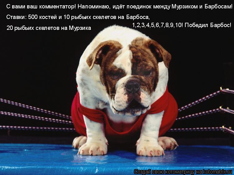 Котоматрица: С вами ваш комментатор! Напоминаю, идёт поединок между Мурзиком и Барбосам! Ставки: 500 костей и 10 рыбьих скелетов на Барбоса,  20 рыбьих скелет